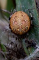 Araneus marmoreus.Rimvydo.090926-29.jpg