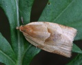 Clepsis rurinana.R.Kindurio.140703-65.jpg