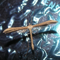 Stenoptilia pterodactyla.MKE.2011-08-09.jpg