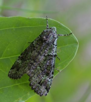 160625-07-copy.jpg