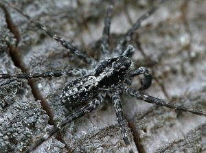 Acantholycosa lignaria.MKE.2009-06-28.jpg