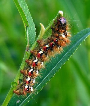 Acronicta rumicis, 2006-08-11.jpg