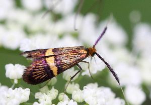 Adela crosella.RimvydoKindurio.110624.jpg