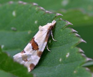 Aethes cnicana.R.Kindurio.140703-79.jpg