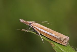 Agriphila selasella.R.Kindurio.120804-15-copy (1).jpg