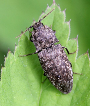 Agrypnus murinus.Rimvydo. 100519-20.jpg