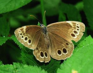 Akiuotasis satyras.MKE.2008-07-12.jpg