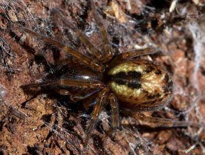 Amaurobus fenestralis.Rimvydo.100518-35-copy.jpg