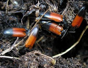 Ampedus balteatus.MKE.2008-05-03.jpg