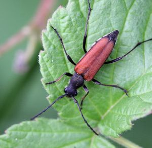 Anastrangalia sanguinolenta.patele.RimvydoKindurio.110619-35.jpg