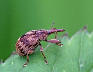 Anthonomus rectirostris.RimvydoKindurio.100512.jpg