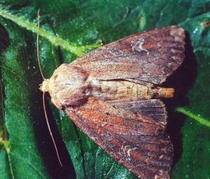 Apamea laterita.Kli.jpg