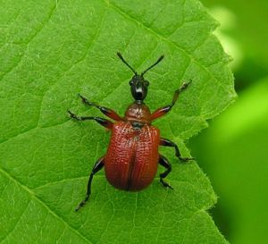 Apoderus coryli.MKE.2007-06-24.jpg