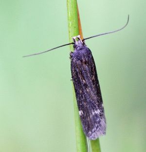 Aproaerema anthyllidella.R.Kindurio.150710-03.jpg