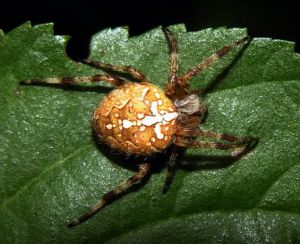 Araneus diadematus.jpg