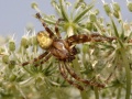 Araneus quadratus.RimvydoKindurio.090816-40patinas.jpg