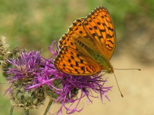 Argynnis aglaja. MKE.JPG