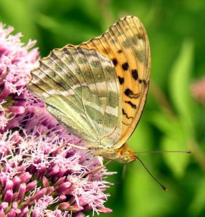 Argynnis paphia patinas.MKE.jpg
