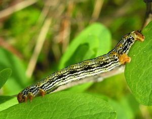 Arichanna melanaria.2010-05-23.jpg