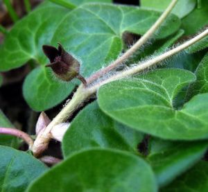 Asarum europaeum.MKE.2006-05-13.jpg