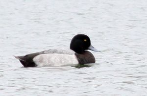 Aythya marila 090927. Rimvydo.jpg