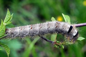 Azuolalapis verpikas.2011-05-21.jpg