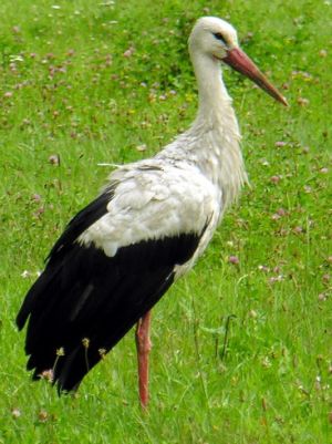 Baltasis gandras.MKE.JPG