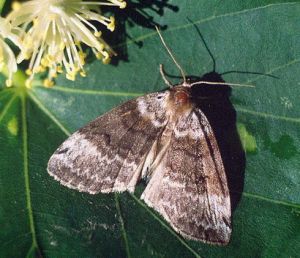 Berzinis pukanugaris.Klm.jpg