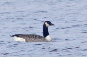 Branta canadensis. R.Kindurio.160327-02-copy.jpg