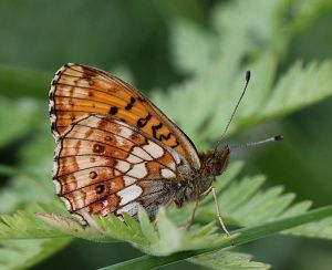 Brenthis ino.RimvydoKindurio.110618.jpg