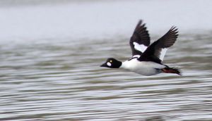 Bucephala clangula.Rimvydo.100510.jpg