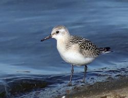 Calidris alba. 240911-03 copy-2.jpg
