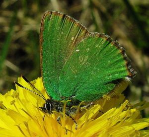 Callophrys rubi.2008-05-08.MKE.jpg