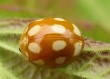 Dešimtdėmė boružė (Calvia decimguttata)