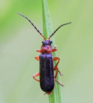 Cantharis flavilabris.R.Kindurio.130614-29-copy-2.jpg