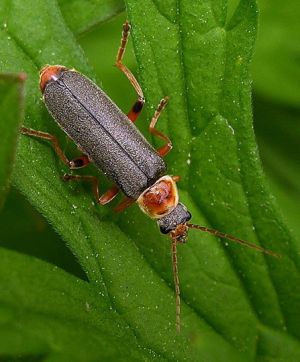 Cantharis pellucida.MKE.JPG