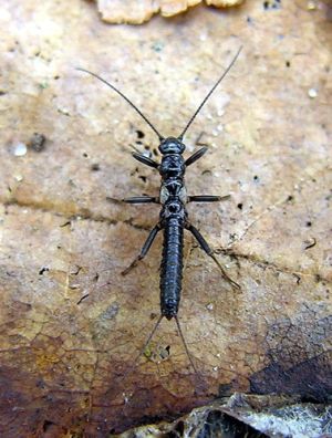 Capnia bifrons.MKE.2008-03-09.jpg