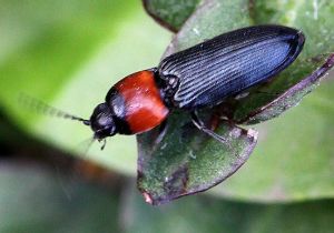 Cardiophorus (Cardiophorus) ruficollis.Rimvydo. 100510-52.jpg