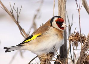 Carduelis carduelis.RimvydoKindurio.120128-05.jpg