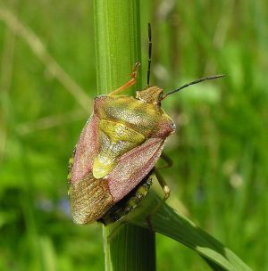 Carpocoris purpureipennis.MKE.2010-05-30.jpg