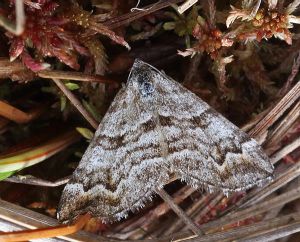 Carsia sororiata.R.Kindurio.150718-14.jpg