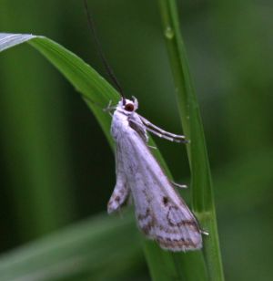 Cataclysta lemnata.R.Kindurio.140617-52.jpg