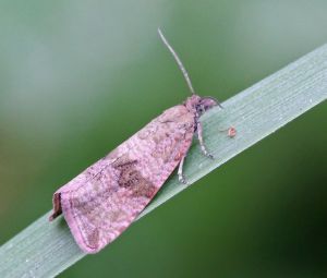 Celypha striana.R.Kindurio.140712-27.jpg