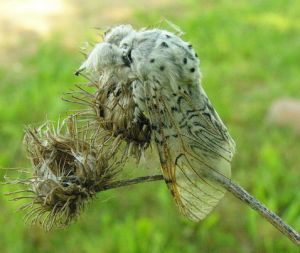 Cerura vinula.MKE.2010-05-23.jpg