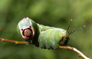 Cerurra vinula.RimvydoKindurio.110705.jpg