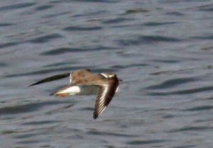 Charadrius hiaticula.RimvydoKindurio.120926-05.jpg