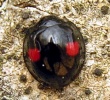 Juodbruvėlė boružė (Chilocorus renipustulatus)