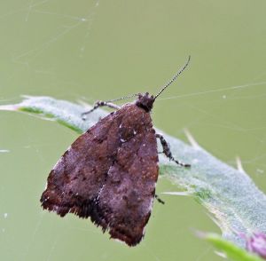 Choreutis pariana.R.Kindurio.141004-13.jpg