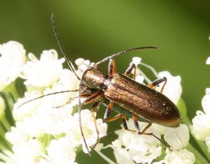Chrysanthia geniculata.Rimvydo.100711-22.jpg