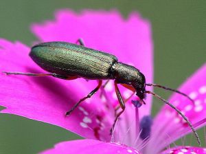 Chrysanthia viridissima. Rimvydo.100706-07.jpg